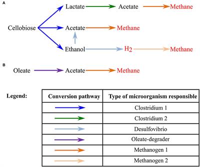 A Model for Bioaugmented Anaerobic Granulation